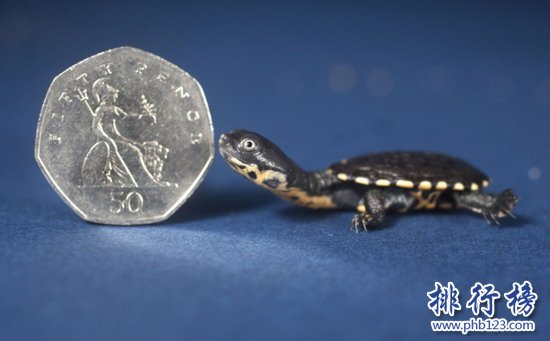 世界上最小的乌龟：罗蒂岛蛇颈龟仅有硬币大小(体长2厘米)